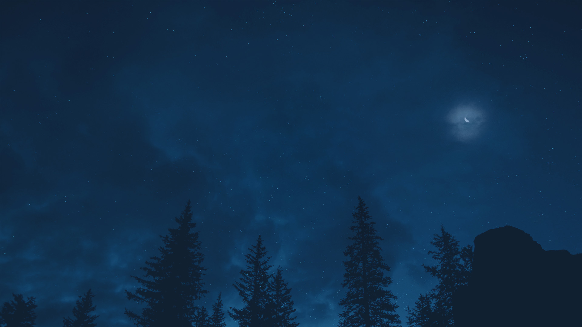 Starry night sky over pine trees